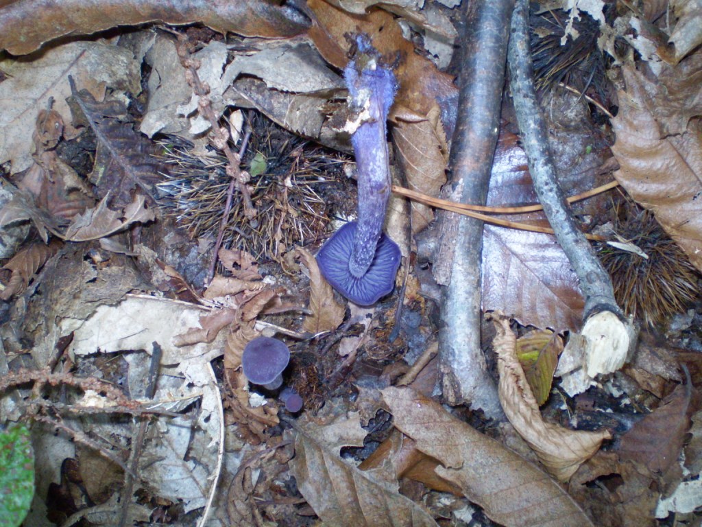 da determinare (viola)